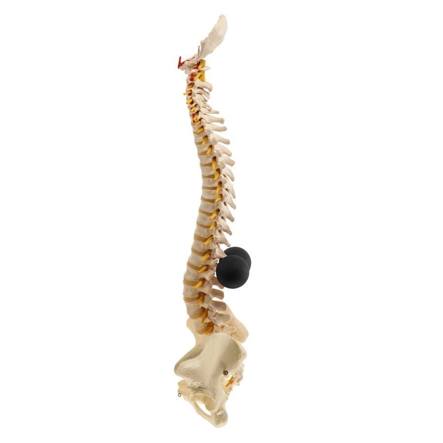 BakBalls Regular - Image 4