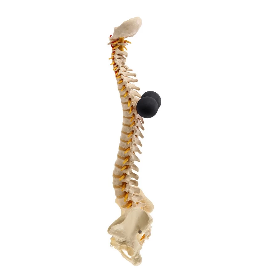 BakBalls Regular - Image 5