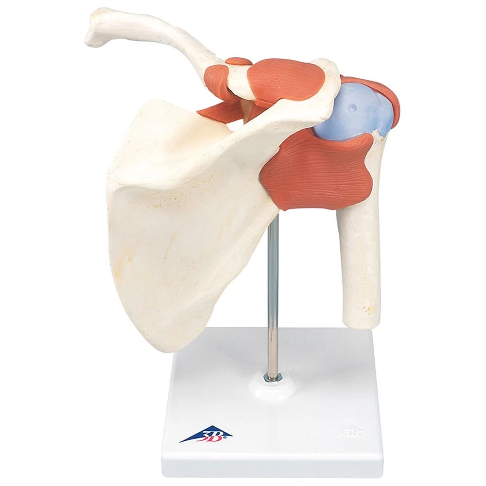 Shoulder Model (A80)